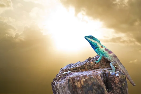 Blauer Leguan in der Natur — Stockfoto