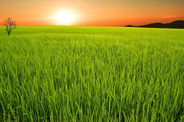 La granja de arroz en el país, Sitio agrícola en, Tailandia — Foto de Stock