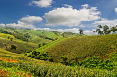 Mısır alan güzel bir gökyüzü altında 