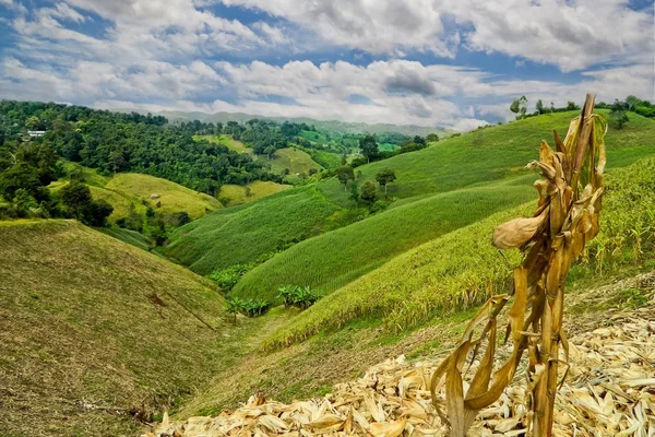 Kukuřičné pole za krásné nebe — Stock fotografie