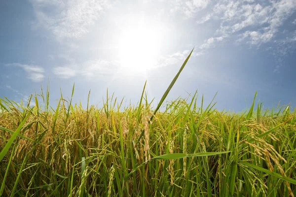 A fazenda de arroz no país, sítio agrícola em, Tailândia Fotos De Bancos De Imagens