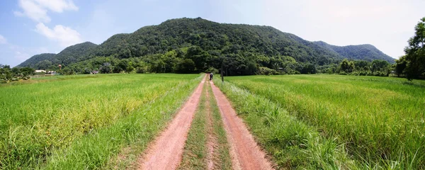 Estrada para campo de arroz — Fotografia de Stock