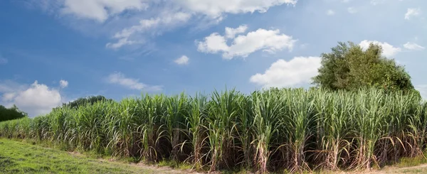 Sockerrör fältet och väg med vita moln i thailand — Stockfoto