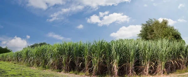 Sugarcane field and road with white cloud in Thailand — Stock Photo, Image