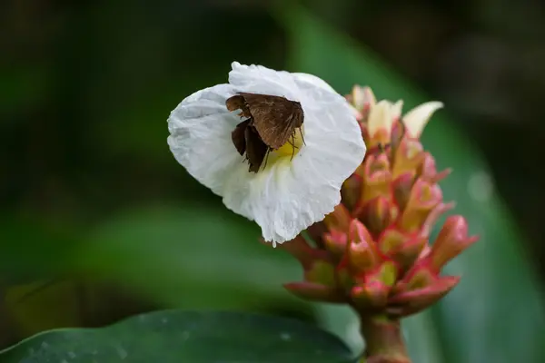 Flores de curcuma —  Fotos de Stock