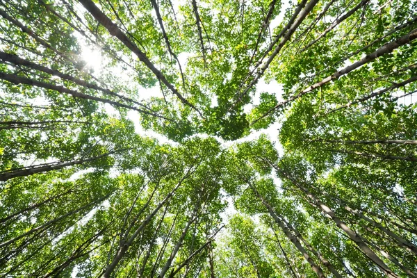 マングローブ林を見上げる — ストック写真