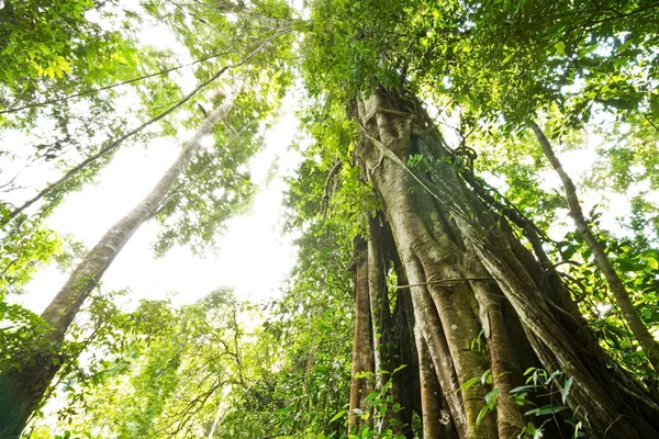 Big tree — Stock Photo, Image