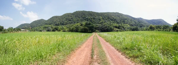 Vägen till risfält — Stockfoto