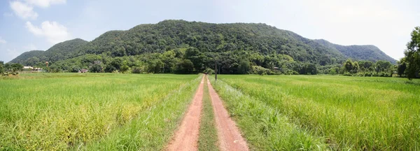 Weg naar rijst veld — Stockfoto