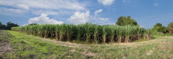 Campo de cana-de-açúcar e estrada com nuvem branca na Tailândia Imagens De Bancos De Imagens Sem Royalties