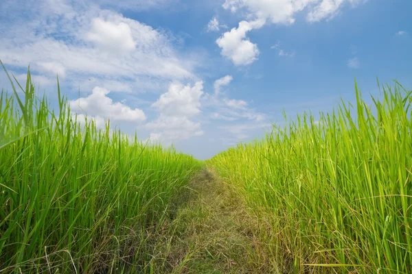 Rice field — Stock Photo, Image