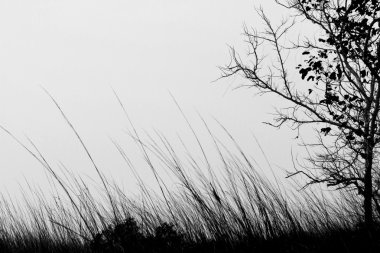 Çim, çim sırasında alan