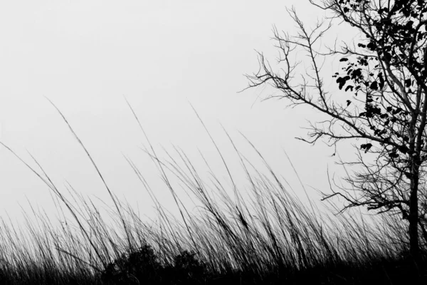 Çim, çim sırasında alan