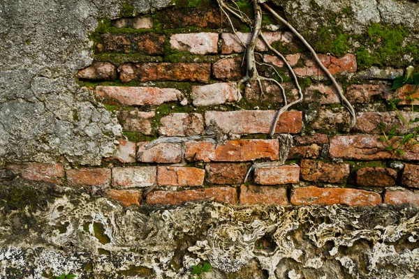 Moldy parede de tijolo fundo — Fotografia de Stock