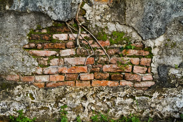 Moldy parede de tijolo fundo — Fotografia de Stock