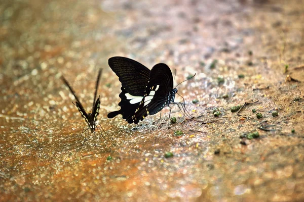 Butterflies at thailand forest — Stock Photo, Image