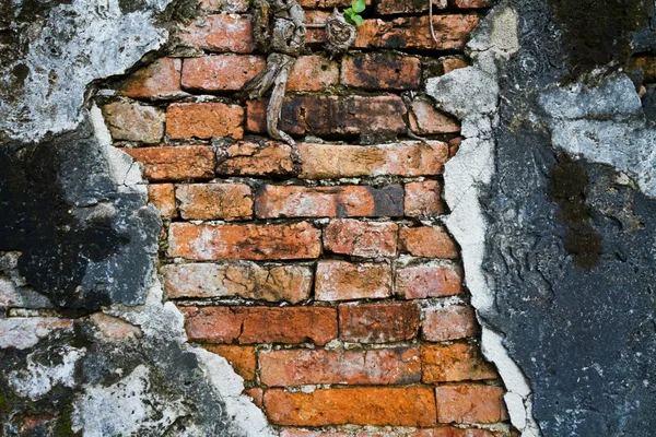 Moldy parede de tijolo fundo — Fotografia de Stock