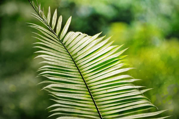 Plamblatt — Stockfoto