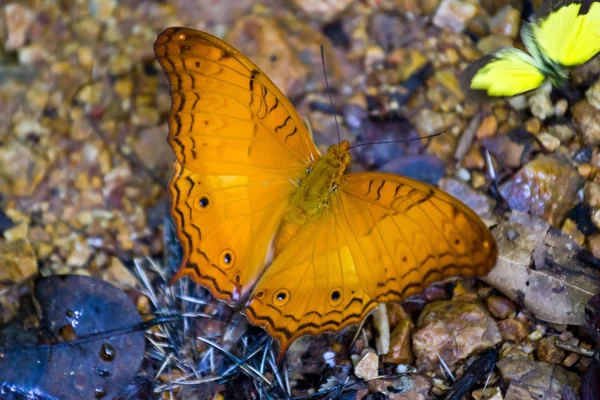 Schmetterlinge im thailändischen Wald — Stockfoto