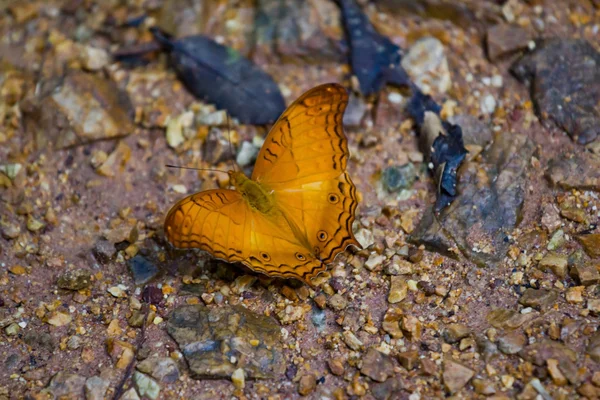 Papillons à la forêt de thailand — Photo