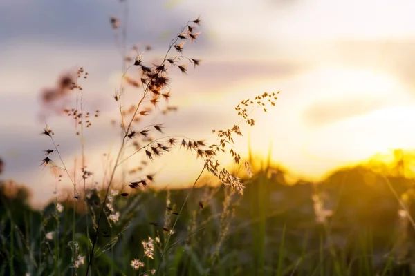 Pôr do sol grama — Fotografia de Stock