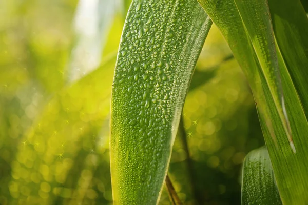 The grass and the dew in the morning — Stock Photo, Image