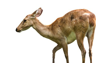 tatlı benekli alageyik