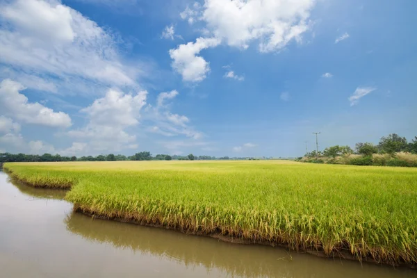 Reisfeld und Tropfen, Landschaft in Thailand — Stockfoto