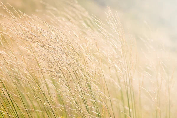 Grass, Field of grass during — Stock Photo, Image