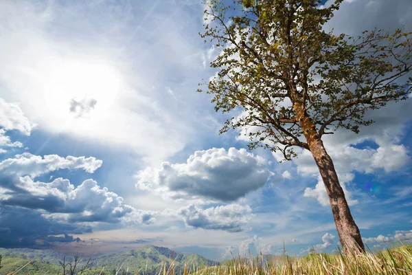 針葉樹の木と山の風景 — ストック写真