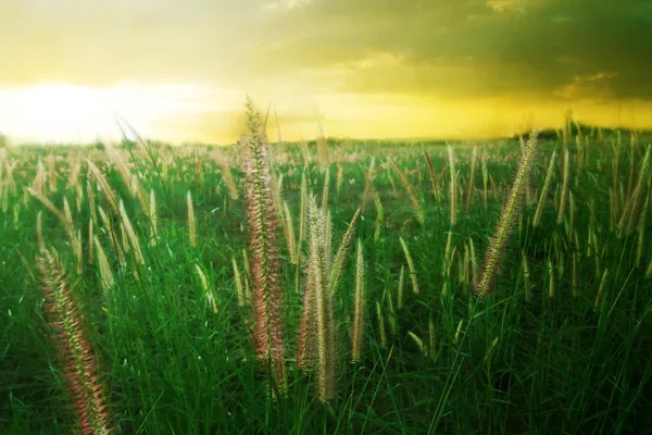 Campo de grama pampas contra a luz solar Fotos De Bancos De Imagens