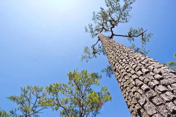 Forêt de pins avec le dernier soleil qui brille à travers les arbres — Photo