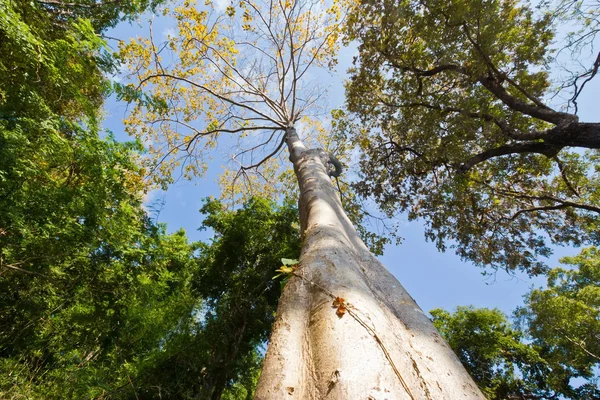 हॉग प्लम वृक्ष — स्टॉक फोटो, इमेज