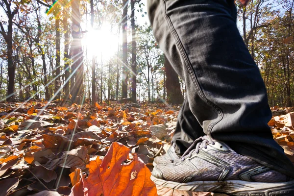 人走在秋天的森林 — 图库照片