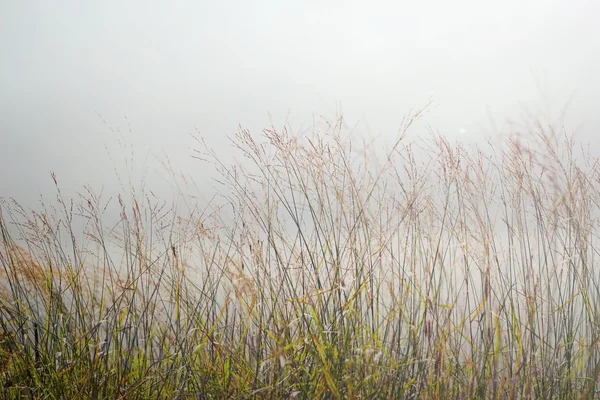 Pampas gräs fältet mot solljus — Stockfoto