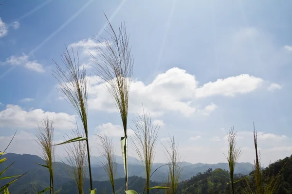 Bezem gras bloem — Stockfoto