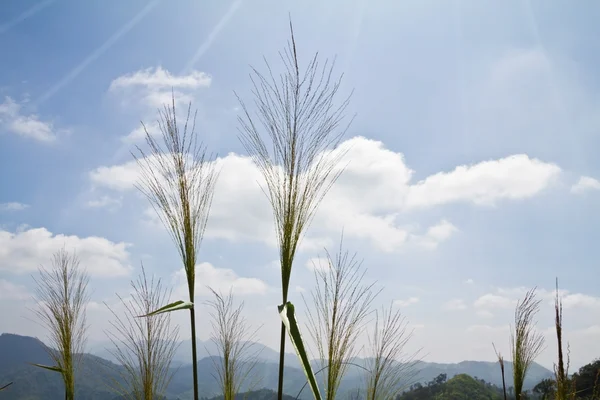 扫帚草花 — 图库照片