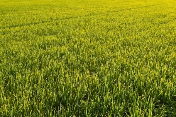 Quente nos campos de arroz . — Fotografia de Stock