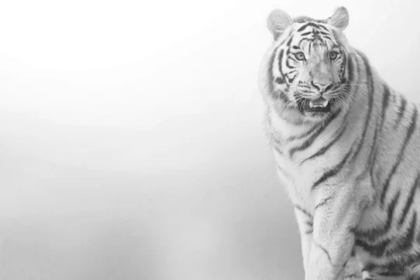 Tiger, portrait of a bengal tiger. — Stock Photo, Image