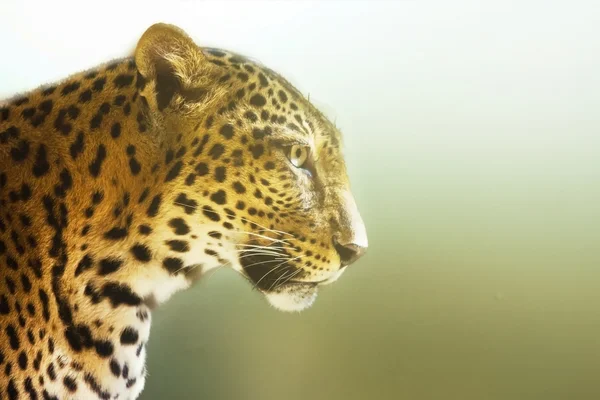 Retrato de leopardo — Foto de Stock