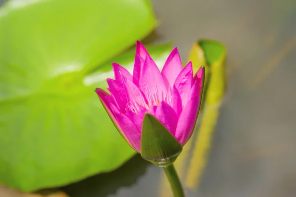 Japon gölet Focus üzerinde çiçek çiçek lotus çiçeği — Stok fotoğraf