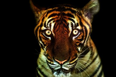 Beautiful sumatran tiger clipart