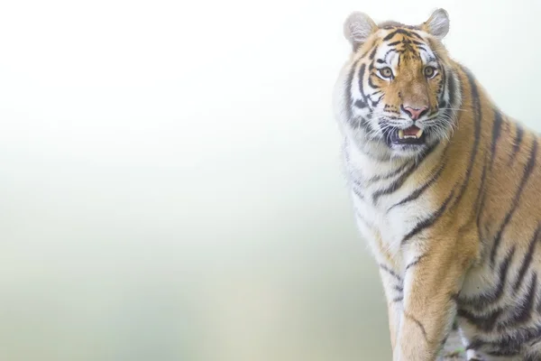 Tiger, Porträt eines bengalischen Tigers. — Stockfoto
