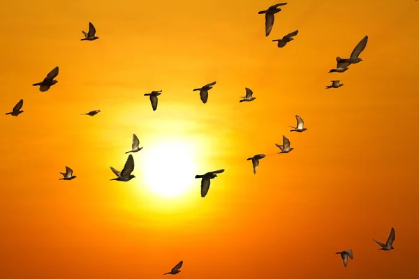 Pombas (pombos) voando em um céu azul — Fotografia de Stock