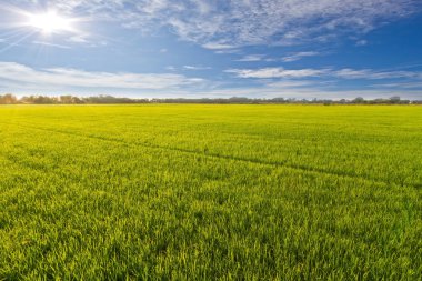 alan yeşil çim mavi gökyüzü bulut Clear peyzaj adam pilav