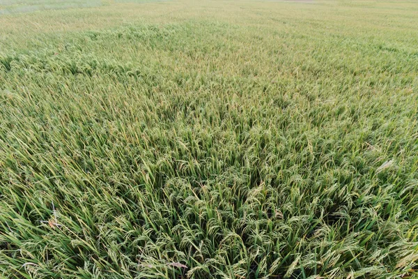 Rice field green grass blue sky cloud cloudy landscape backgroun — Stock Photo, Image