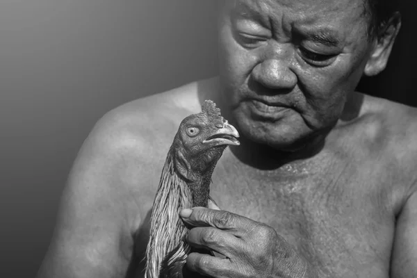 Lutando galo que Cholburi — Fotografia de Stock