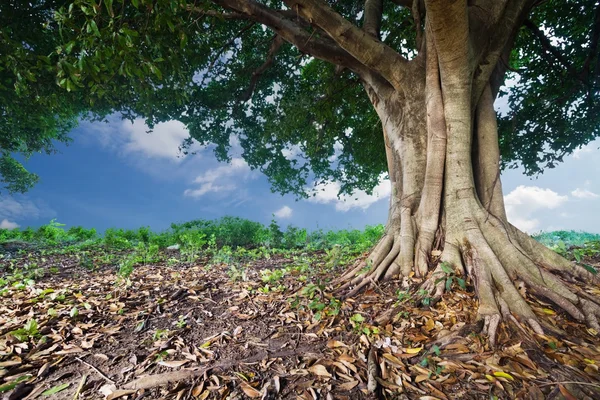 Banyan tropical tree — Stock Photo, Image