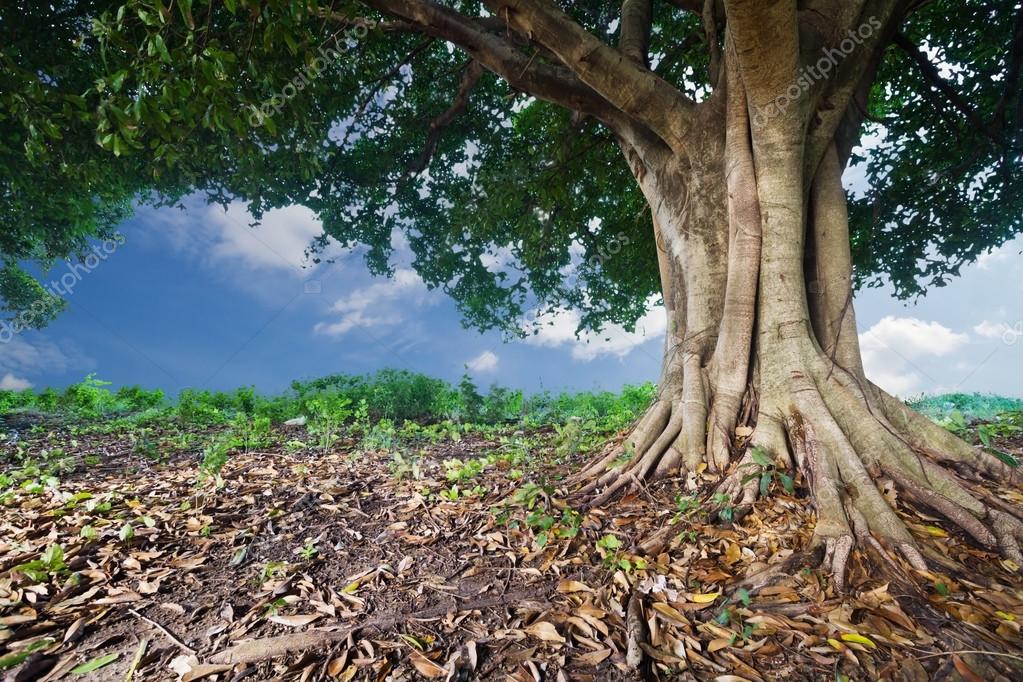 Banyan tropical tree Stock Photo by ©thailandonly 70042731 Banyan tropical tree Stock Photo by ©thailandonly 70042731