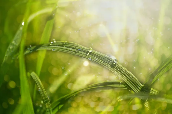 Hierba verde fresca con rocío caída primer plano. Antecedentes —  Fotos de Stock